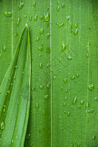 棕榈绿叶上的水滴模糊了背景墙纸框架图片