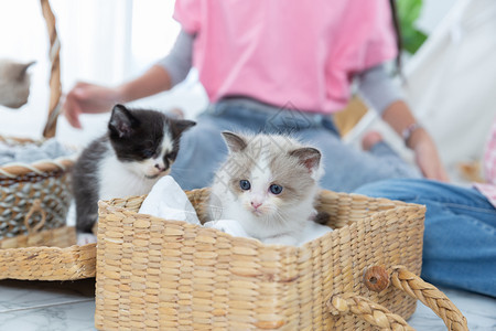 在家里木篮子玩猫的小女孩朋友概念在家中玩猫毛茸的家庭乐趣图片