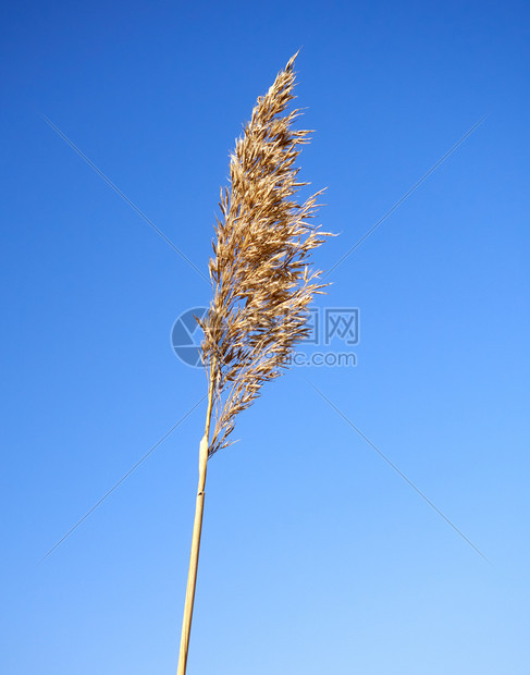 苍蓝的天空和峡谷树枝与蓝的天空对立着甘蔗枝条草图片