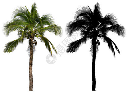 一种糖海滩高的椰子棕榈树白底隔离着黑色阿尔法面罩图片