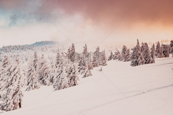 季节令人惊叹的冬季奇幻地貌与雪花林覆盖树木图片