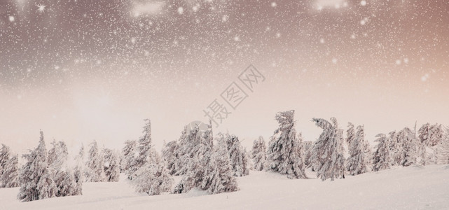 蓝色的冷杉松树令人惊叹的冬季奇幻地貌与雪花林图片