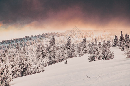 令人惊叹的冬季奇幻地貌与雪花林阳光圣诞节假期图片
