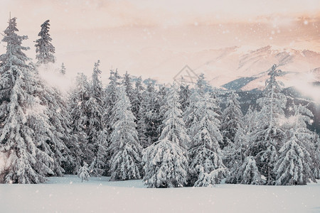 令人惊叹的冬季奇幻地貌与雪花林全景美丽精彩的图片