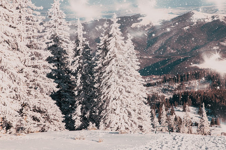 令人惊叹的冬季奇幻地貌与雪花林松树旅行图片