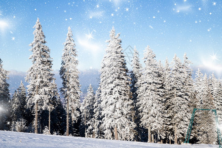 令人惊叹的冬季风景有雪卷毛树假期惊险户外图片