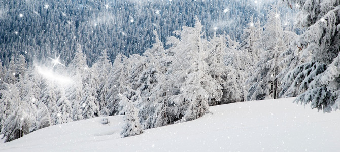 令人惊叹的冬季风景有雪卷毛树木风景优美覆盖图片