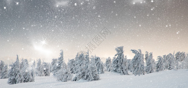 颜色令人惊叹的冬季风景有雪卷毛树冬天自然图片