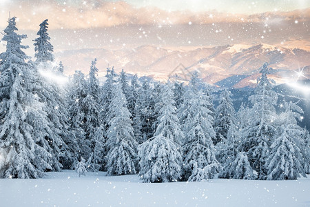 松树森林令人惊叹的冬季风景有雪卷毛树自然图片