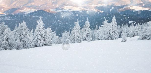 令人惊叹的冬季风景有雪卷毛树森林冷杉降雪图片