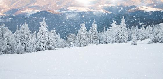 令人惊叹的冬季风景有雪卷毛树森林冷杉降雪图片