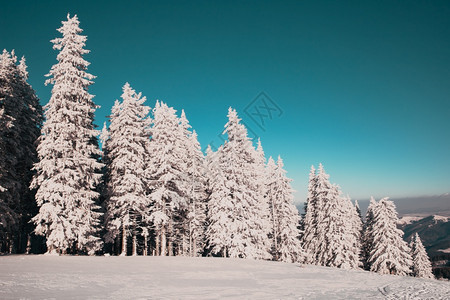 令人惊叹的冬季风景有雪卷毛树白色的惊险自然图片