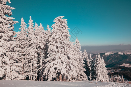 冬天令人惊叹的季风景有雪卷毛树木头寒冷的图片