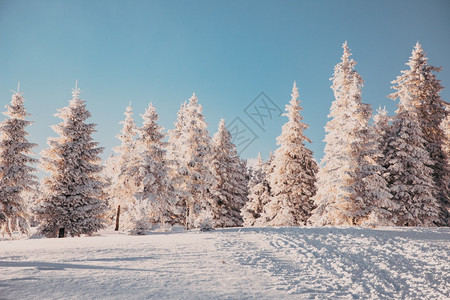 寒冷的覆盖令人惊叹冬季风景有雪卷毛树全景图片