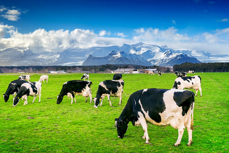牛奶晴天荷兰在绿色的田野上吃着茂盛的草图片