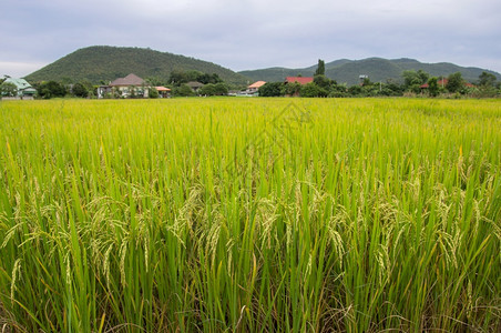 农村稻米田季节景观植物图片