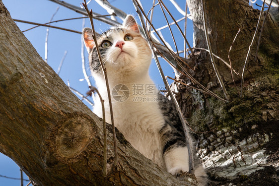 眼睛猫咪耳朵阳光明媚的白天橡树上有灰色白和橙猫图片