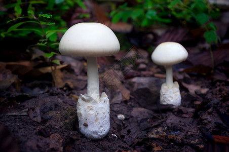 花园蔬菜荒野森林白蘑菇雨场景食用白蘑菇生态旅游活动采蘑菇森林白图片