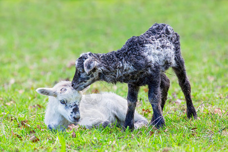 夏令荷兰常设春季两只新生黑白羊羔在绿草地上一起生长图片