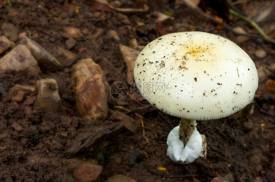 农村绿色地面森林中的白色蘑菇房雨林的景色食用白蘑菇房生态旅游活动采摘白色蘑菇房图片