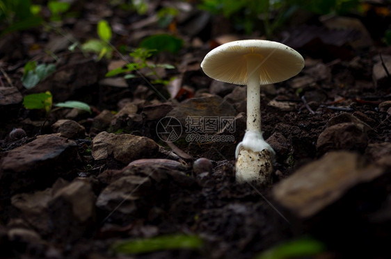 森林中的白色蘑菇房雨林的景色食用白蘑菇房生态旅游活动采摘白色蘑菇房新鲜有机的花图片