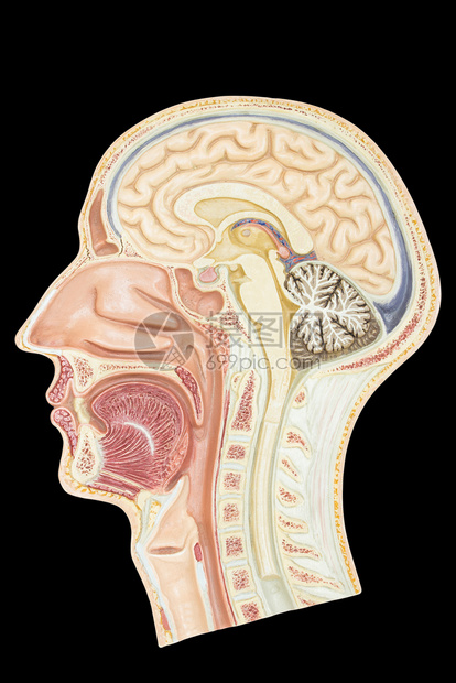 神经以黑色背景隔离的人类头部纵向侧面模式型白色的脑壳图片