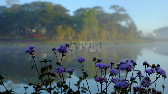 亚洲城市反射清晨越南大拉特市ThanThanTho湖的安静平与和风景森林中的松树对水反光让夏季生态旅游变得浪漫和新鲜图片