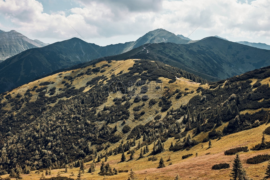 矮人穆戈山峰岩坡和谷的风景覆盖着草土豆松和树木塔特拉山地景观岩峰丘和谷的风景图片