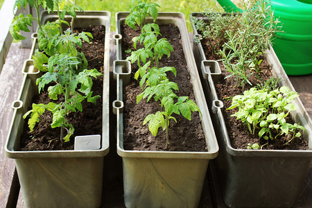 城市露台上的菜园香草容器中生长的西红柿幼苗露台上的菜园香草容器中生长的西红柿幼苗阿鲁科拉园艺图片