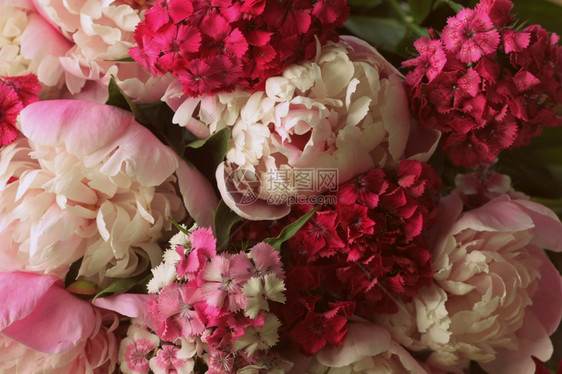 生日问候美丽的花朵粉红小马背景的布甲美丽夏季花朵粉红小马和威廉背景的包罗植物图片