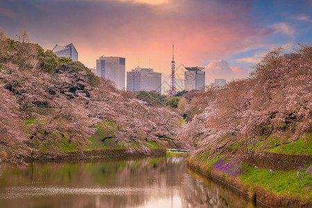 樱桃著名的春季与日本东京的sakura一起在Chidorigafuchi公园樱花图片