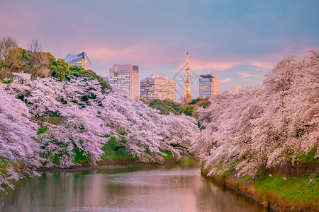 千鸟之渊旅行城市春季与日本东京的sakura一起在Chidorigafuchi公园樱桃背景