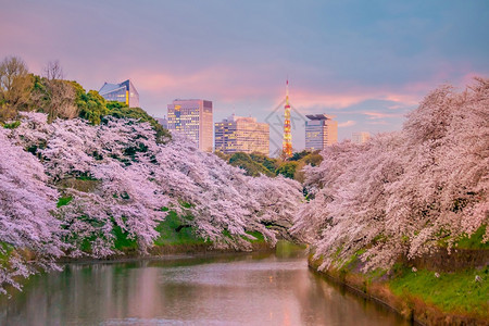 旅行城市春季与日本东京的sakura一起在Chidorigafuchi公园樱桃图片