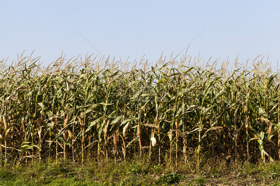 农业田地的玉米几乎成熟秋天与蓝玉米田对接时关闭新鲜的夏天户外图片