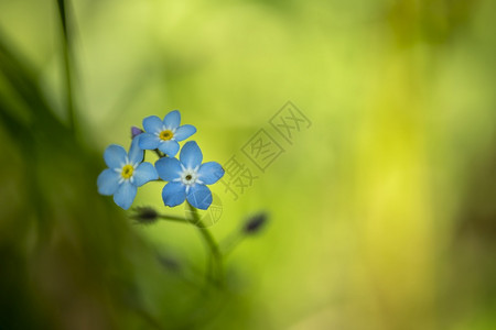 植物学季节自然蓝色的松花紧闭蓝色松叶是经典美国本土野花植物园图片