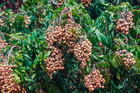 挂在树叶背景上的一串龙眼果树上绿叶新鲜龙眼果簇公园美味的成熟图片