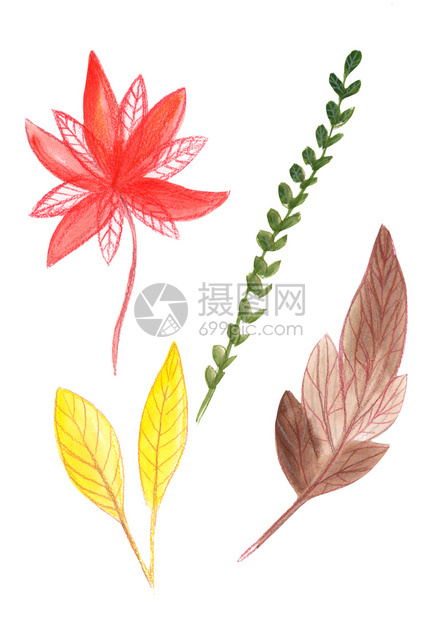 森林婚礼以花朵和不同颜色的叶子形式亲手绘制彩色花卉元素图画植物图片