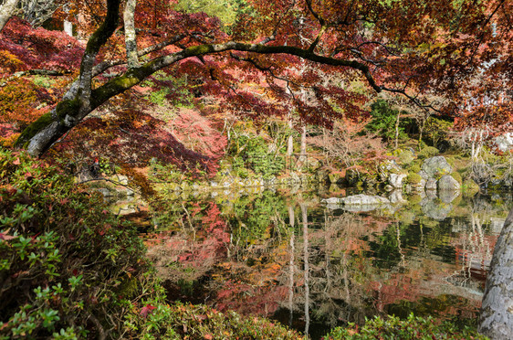 秋天公园池塘景色图片
