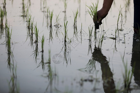 农民种植水稻自然场地有机的图片