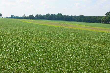 植物营养新鲜收获在农田种植的豌豆图片