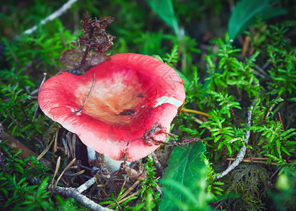 生长重点清晨森林野生红蘑菇关闭RussulaEmitita俗称吸食Russula或疾病选择焦点背景模糊夏天图片