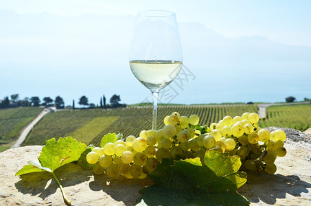 拉沃葡萄园梯田优质的瑞士拉沃葡萄和酒生活藤蔓背景