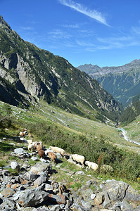 公园欧洲的在瑞士特里夫冰川附近的山里一群绵羊牧场图片