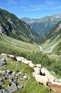 在瑞士特里夫冰川附近的山里一群绵羊白色的阿尔卑斯山高图片
