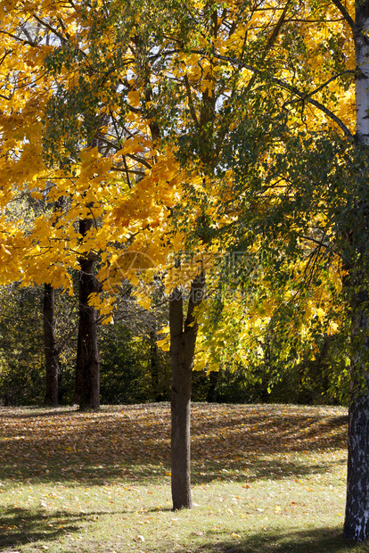 颜色地面9月气候温暖秋天初青树和其他木落叶橙丛和其他枯树九月天气暖和美丽图片