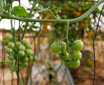 食用栽培的绿樱桃西红柿在葡萄树上种植收成图片