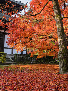 秋天红色枫叶树林图片