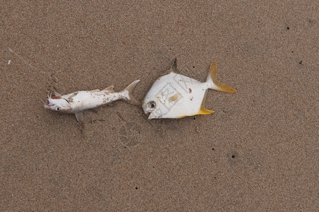 因环境污染而躺在海滩旁的死渔获水新鲜鱼印度人图片