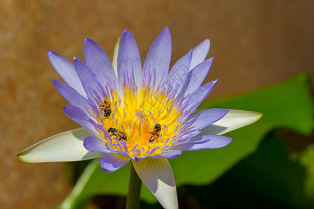 蜜蜂在莲花上采蜜图片
