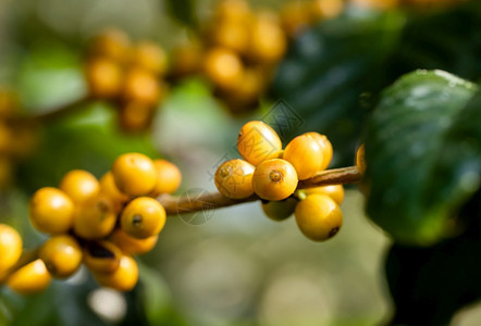 树枝上黄色的咖啡豆图片